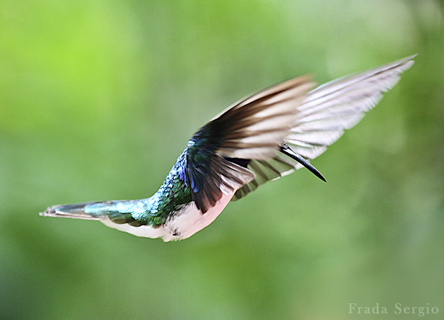 Colibri in flight...