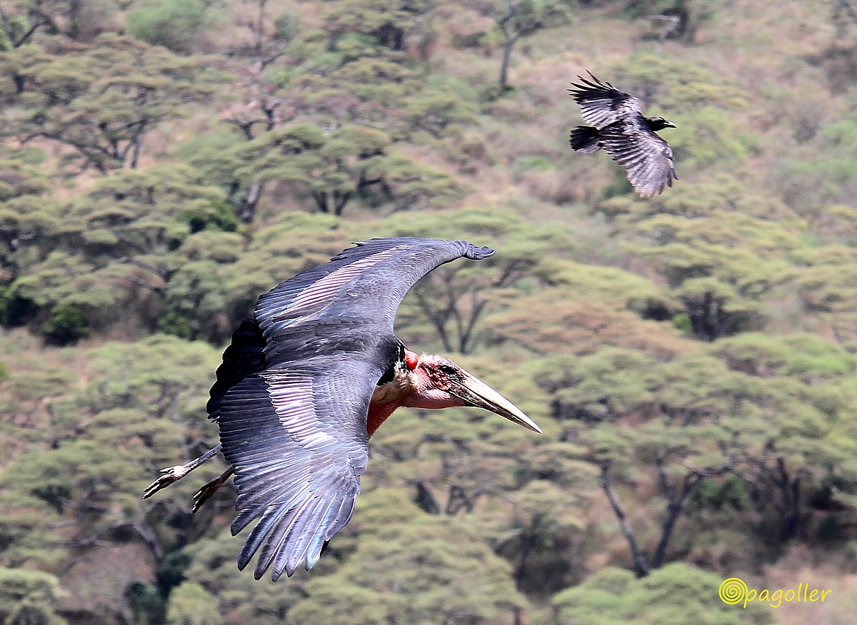 Marabou Stork. Ethiopia...
