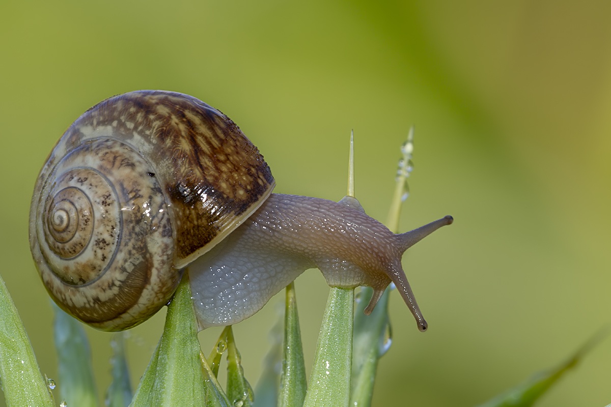 snail...