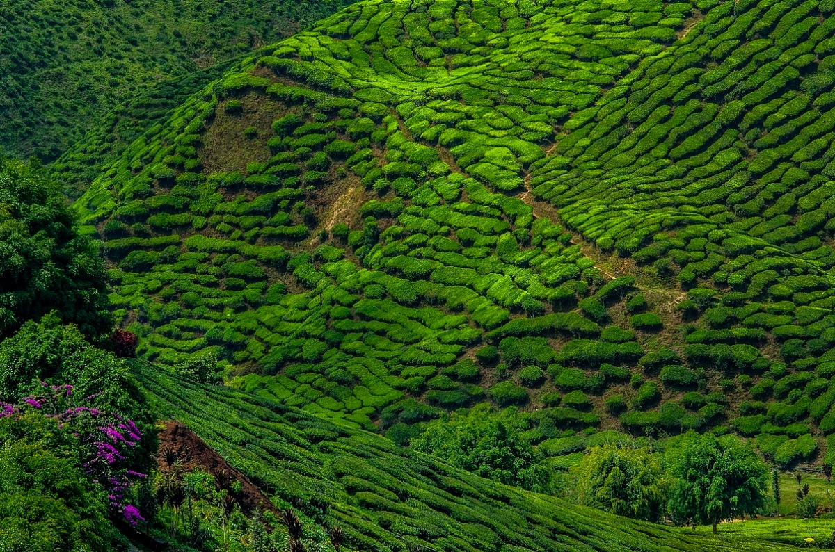 Malaysia - Caremon Island - Tea plantation...