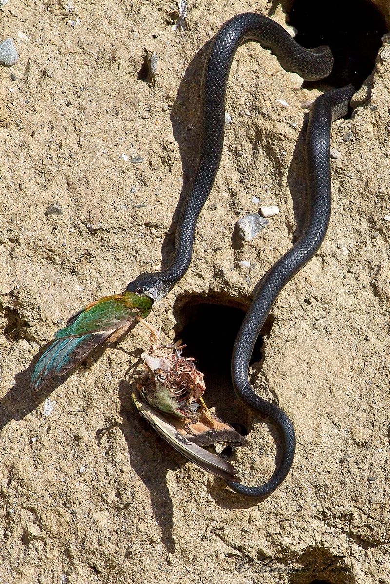 the rat snake and bee-eaters...