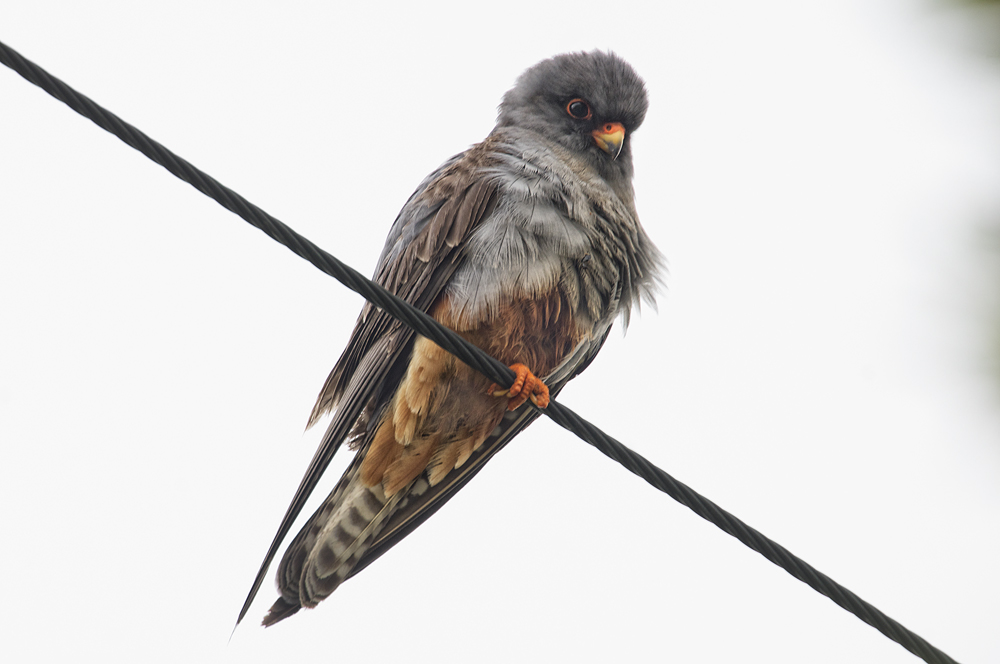 red-footed falcon...