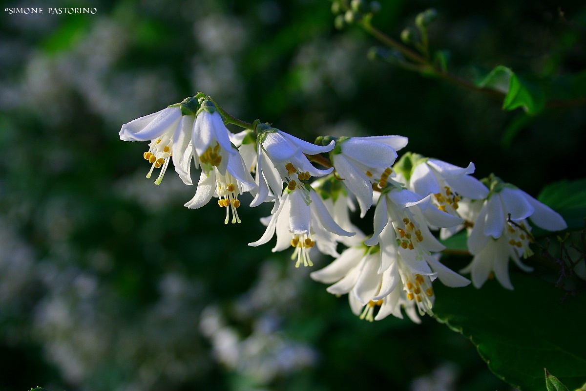 White flowers 2...