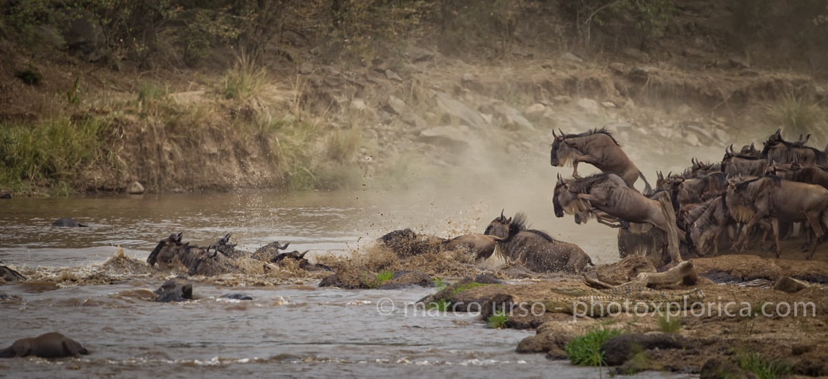 Masai Mara - la migrazione...