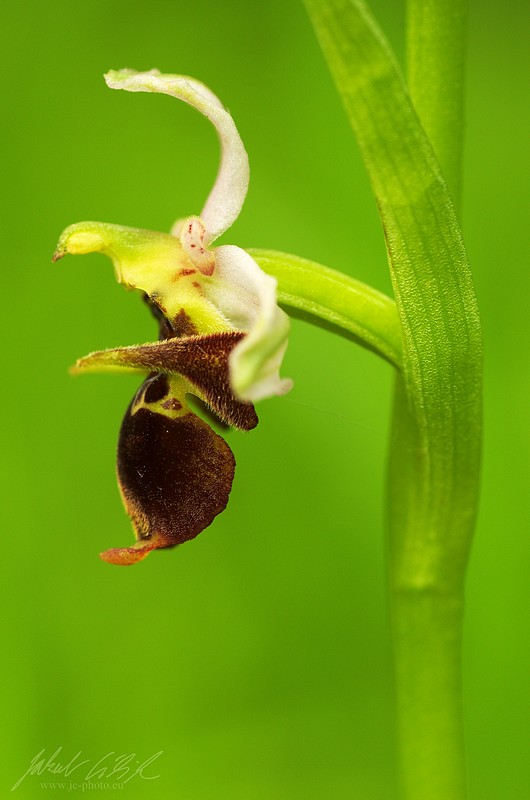 Ophrys holubyana...