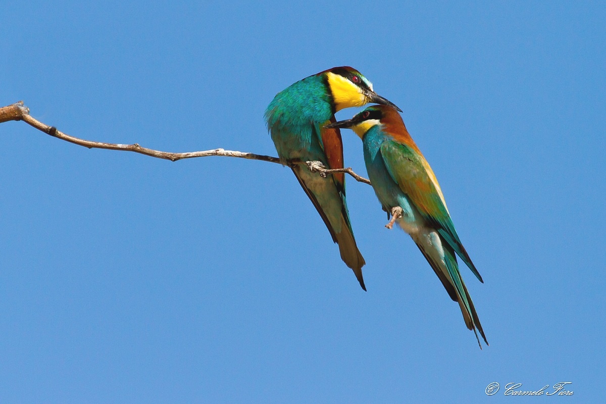 bee-eater...