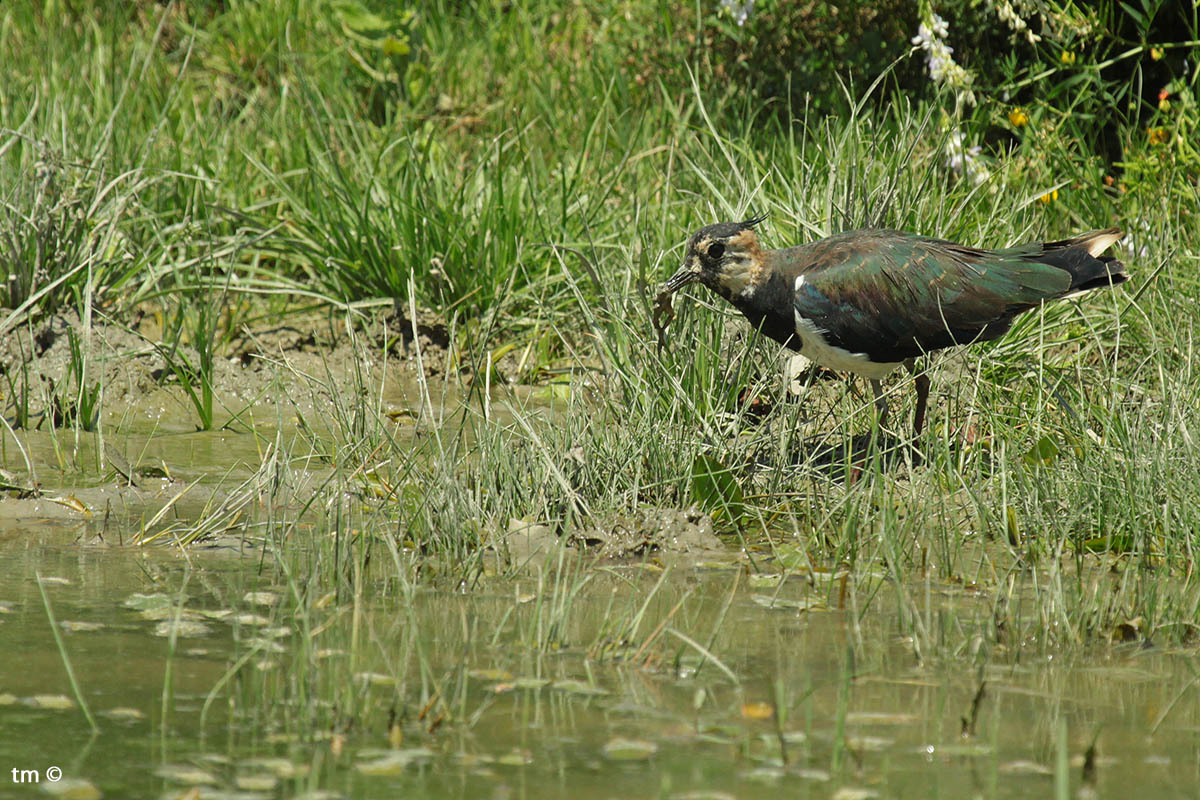 Lapwing with prey...