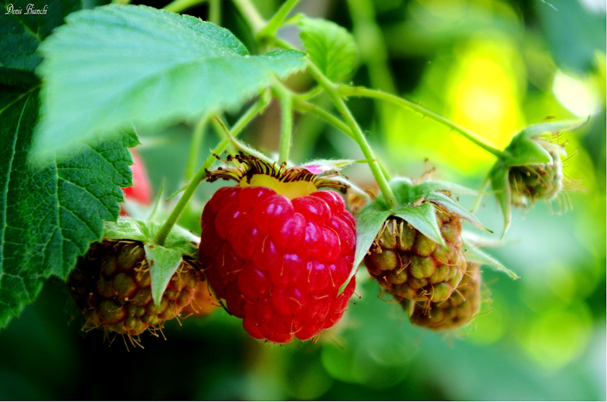 the first raspberry...