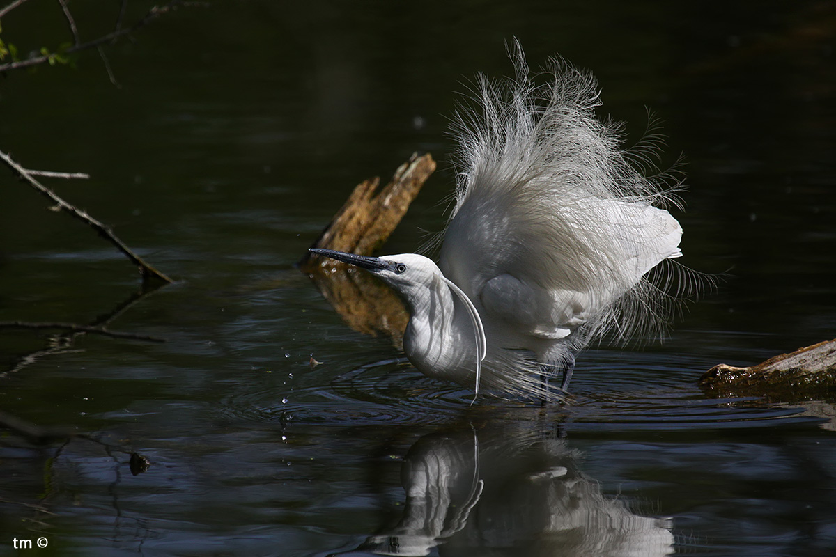 Nuptial plumage...