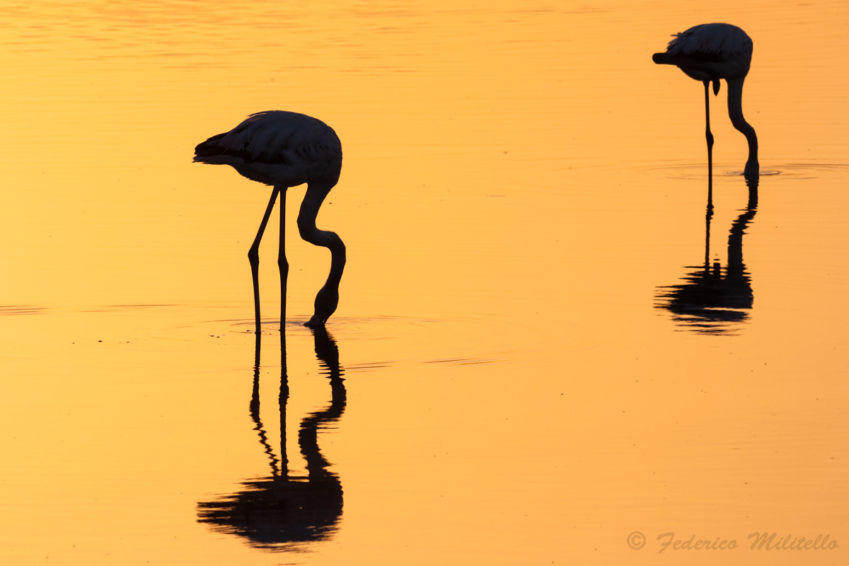 Flamingos at sunset...