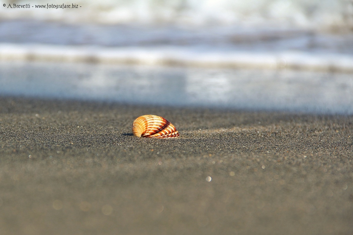 Taste of the Sea...