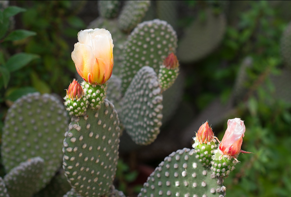 Flower of prickly pear...