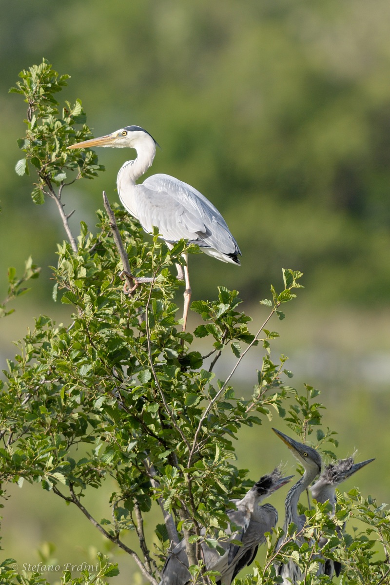 Grey Heron's Nest...