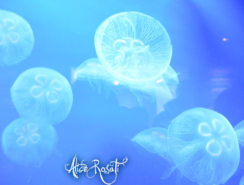 Untitled Photo...