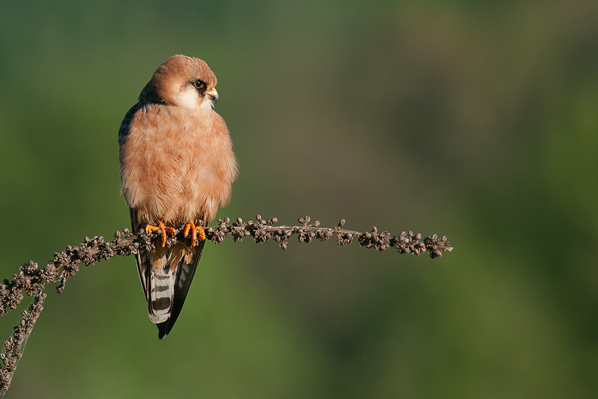 female red-footed falcon...