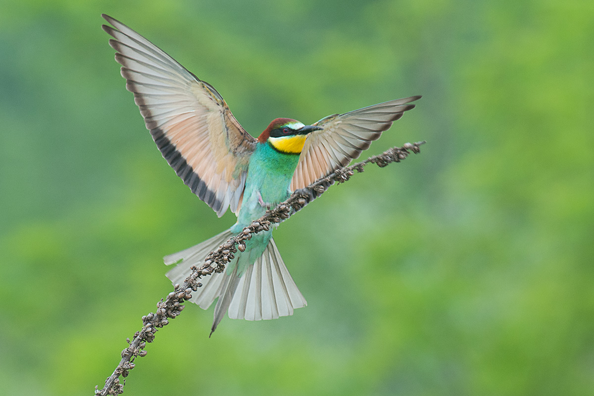 1 bee-eater...