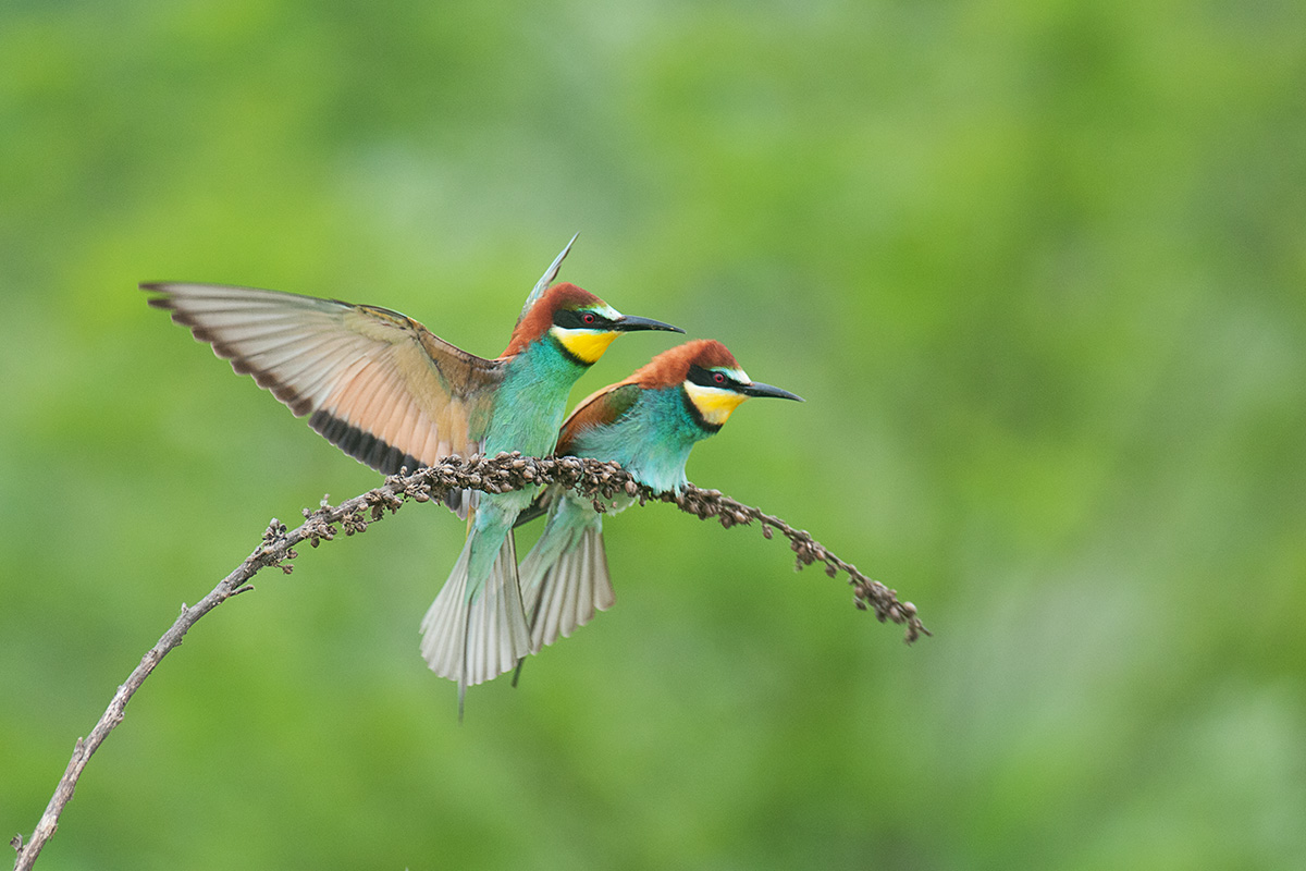 2 bee-eaters...