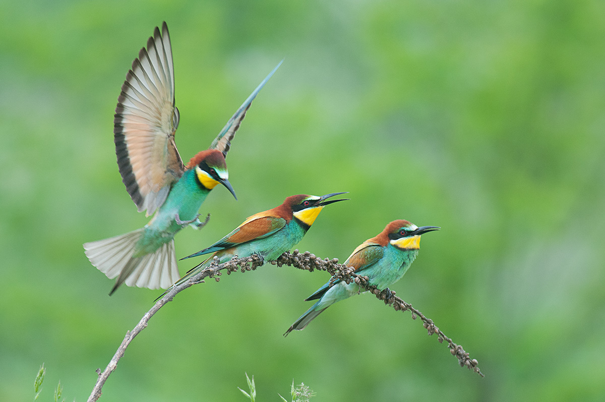 3 bee-eaters...