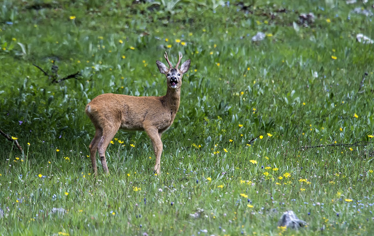 deer in the spring...