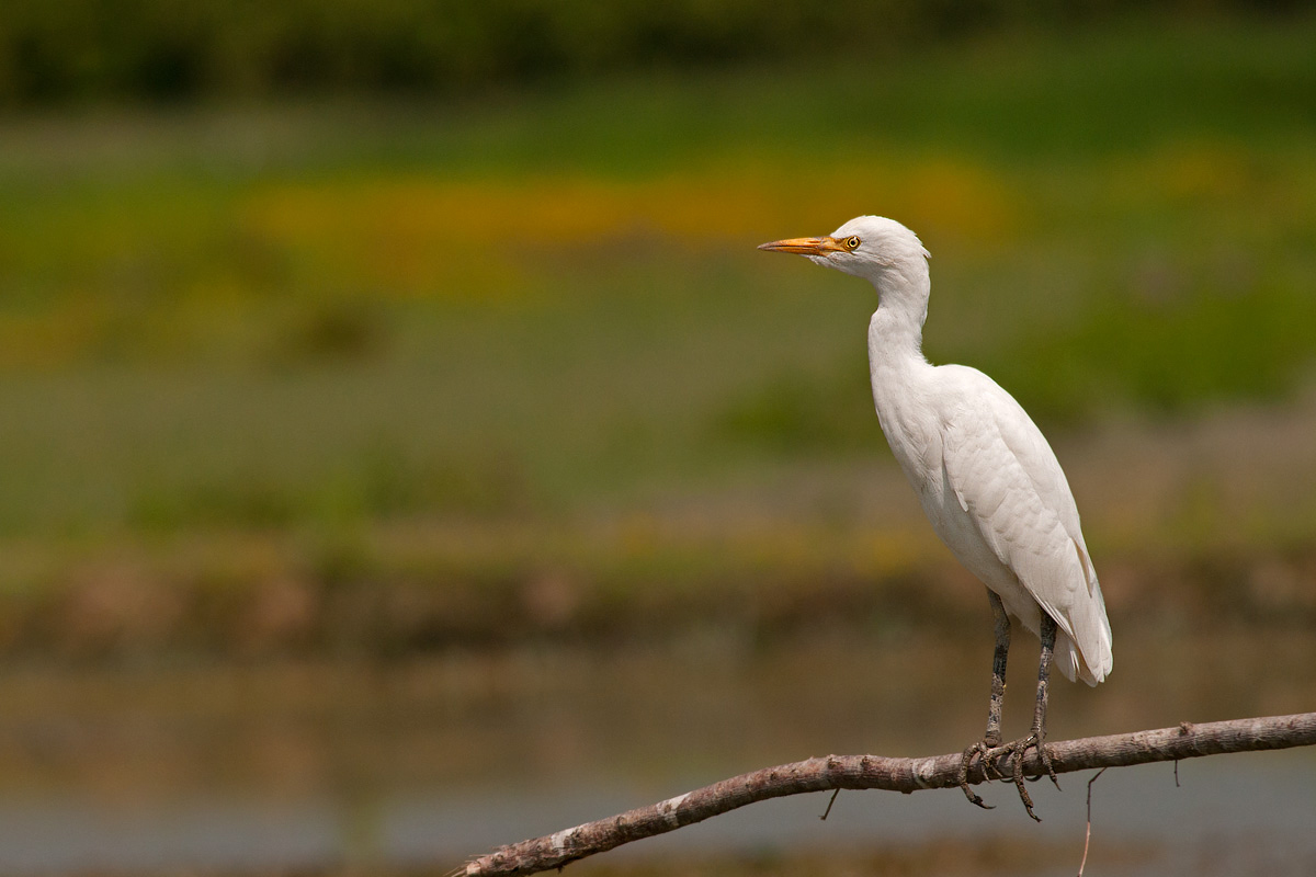 The lookout (egret)...