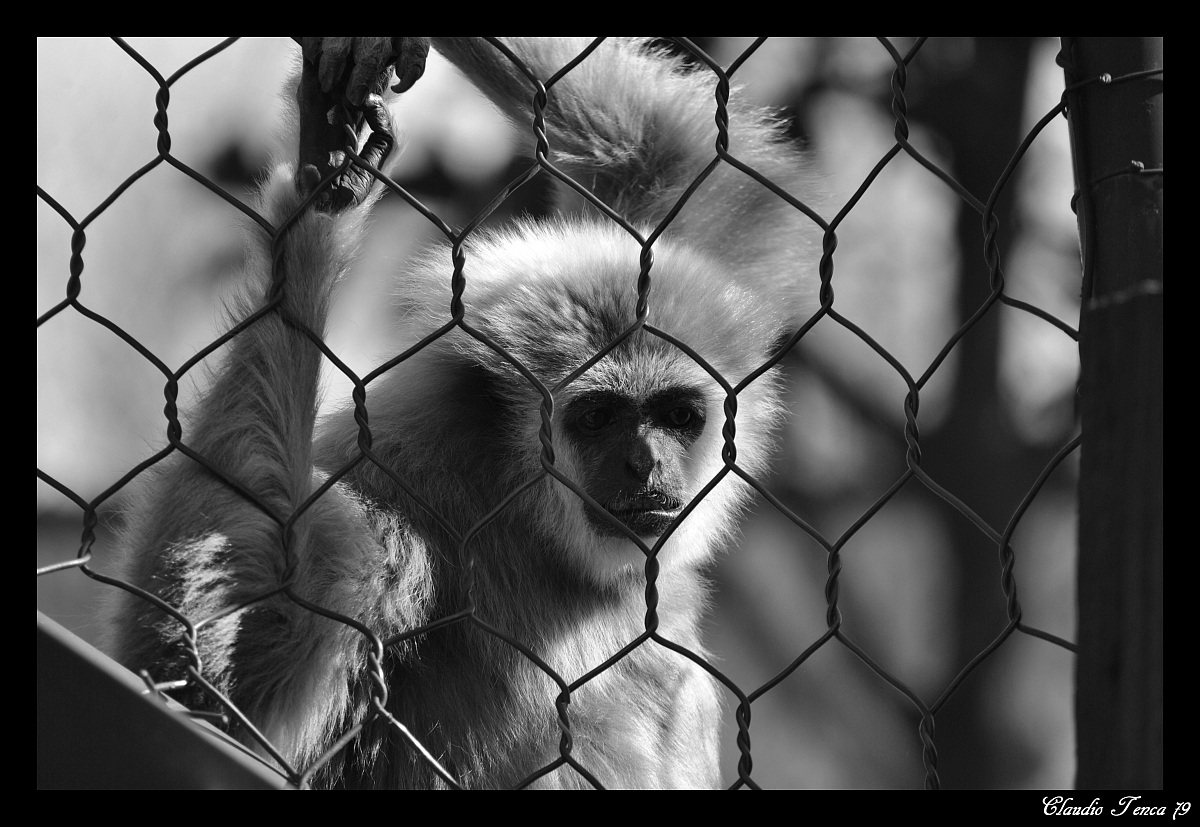 La faccia triste di una prigione......
