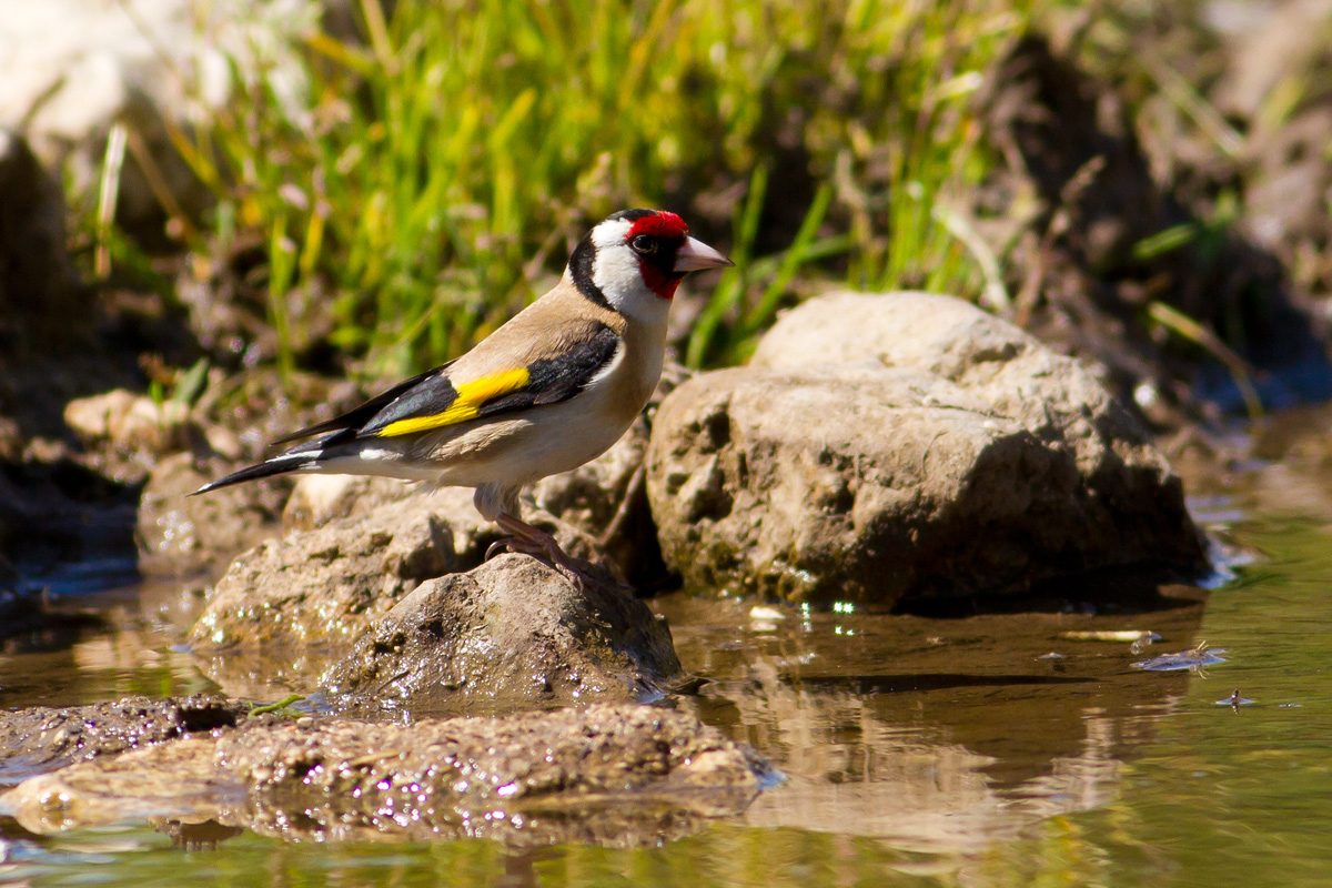 How nice the Goldfinch...