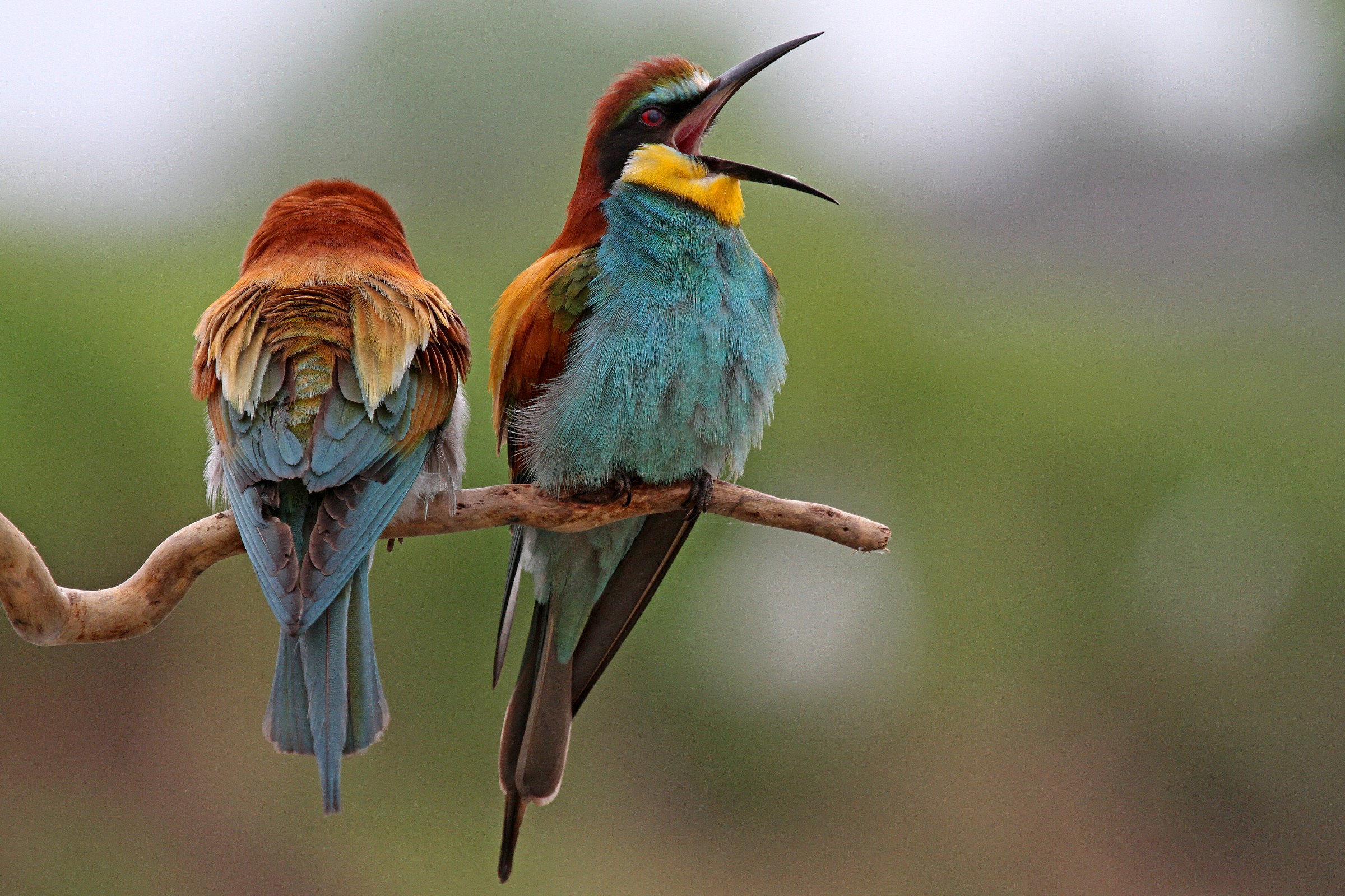 the scream of the bee-eater...