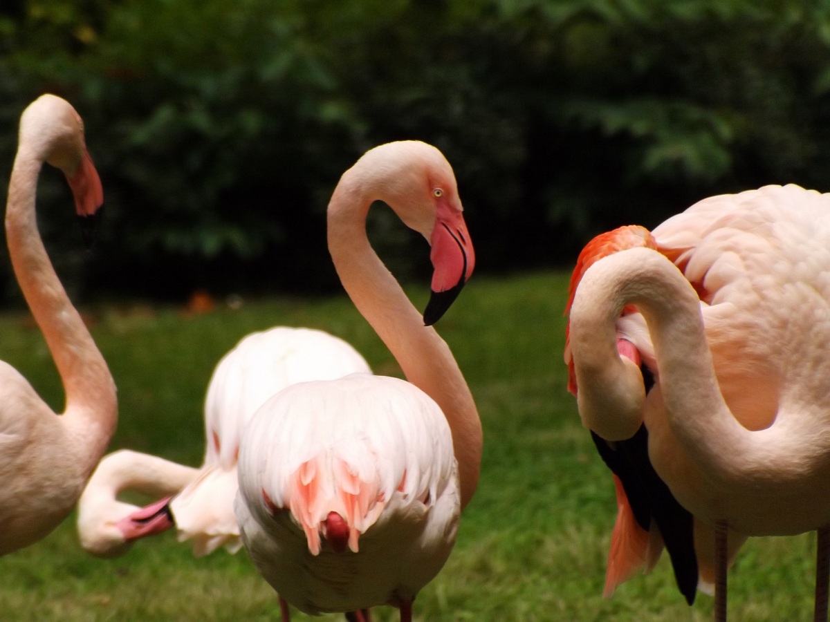 flamingo rosa2...