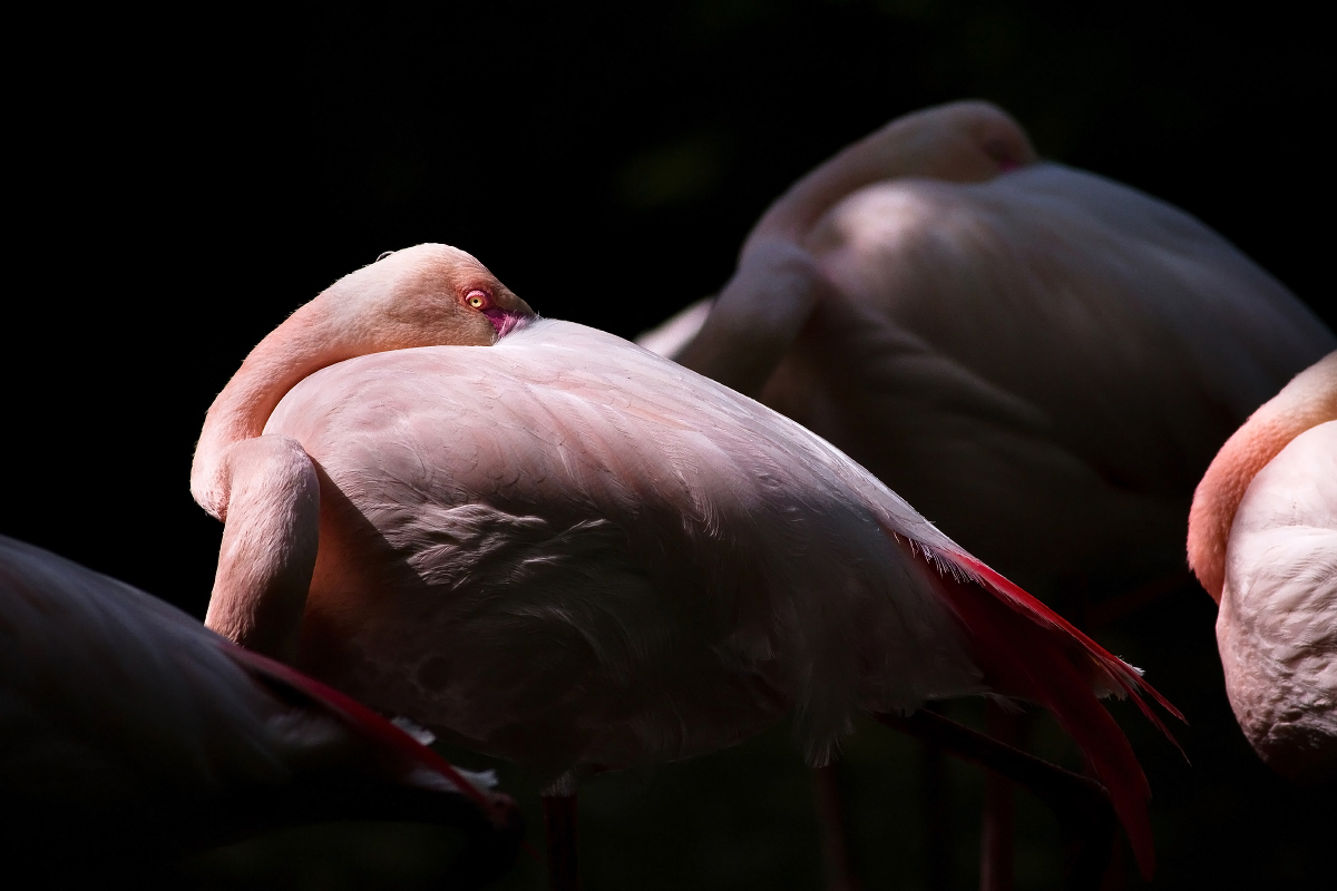 Pink flamingos, Oasis Sant'Alessio Pavia Italy...