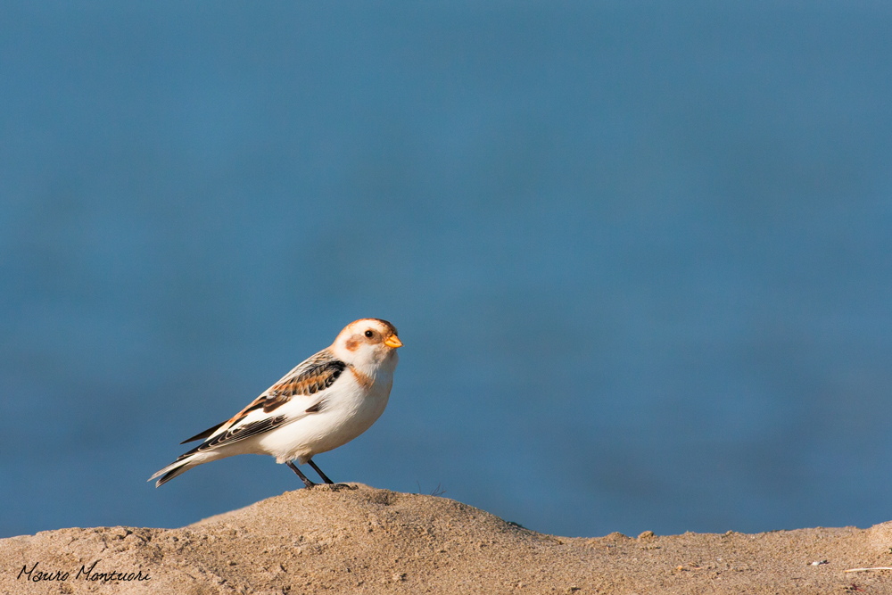 Snow Bunting...