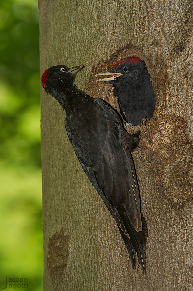 Black Woodpecker female...
