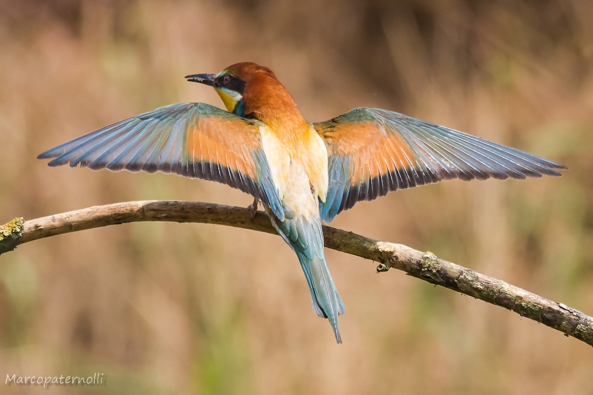 bee-eater on display...