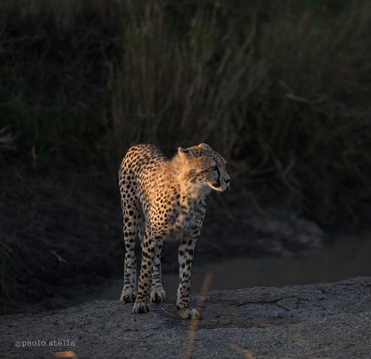 young cheetah at the water...