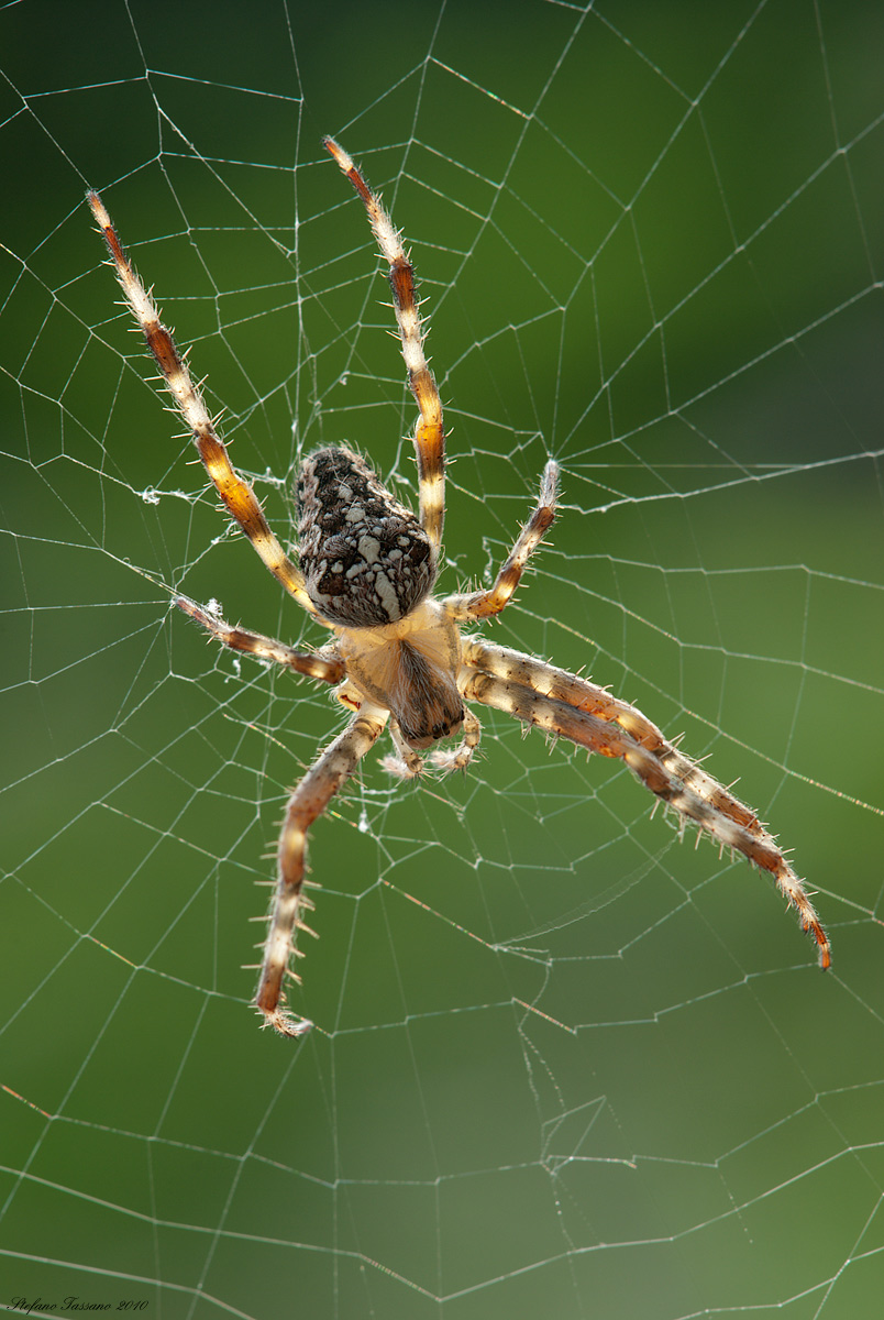 araneus diadematus...