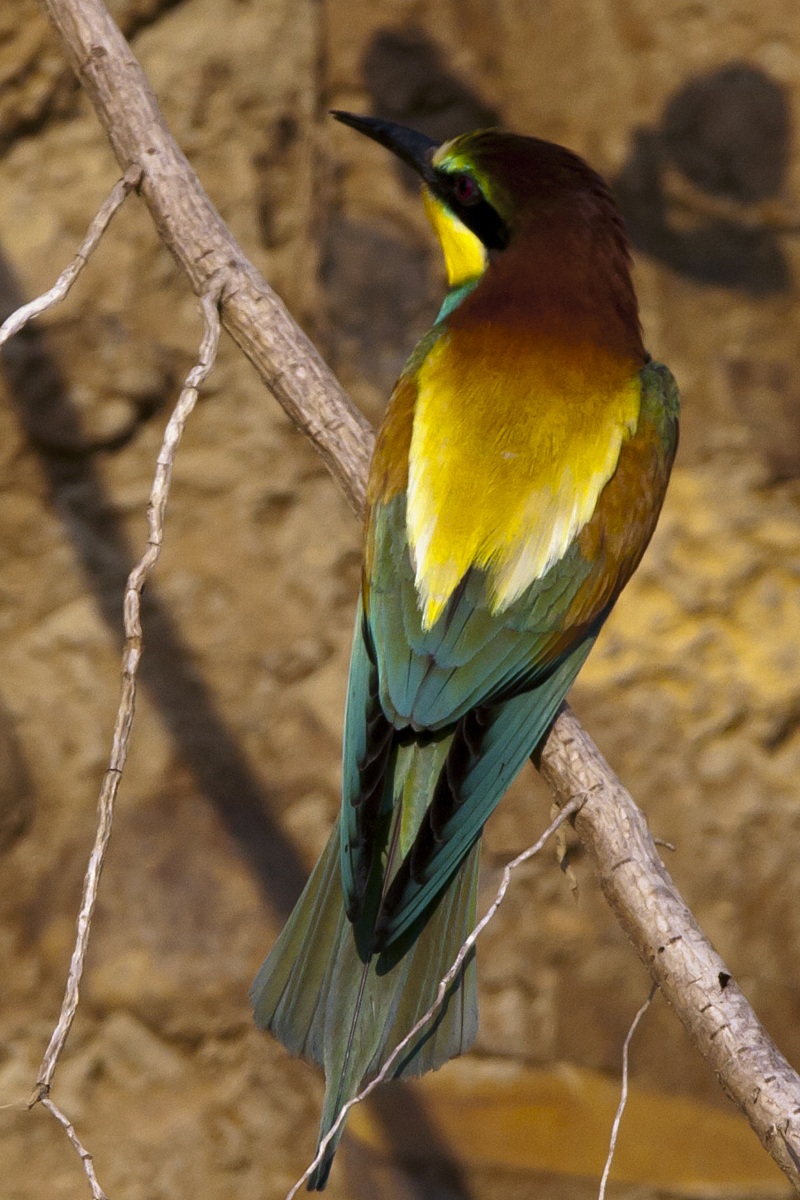 Bee-eaters...