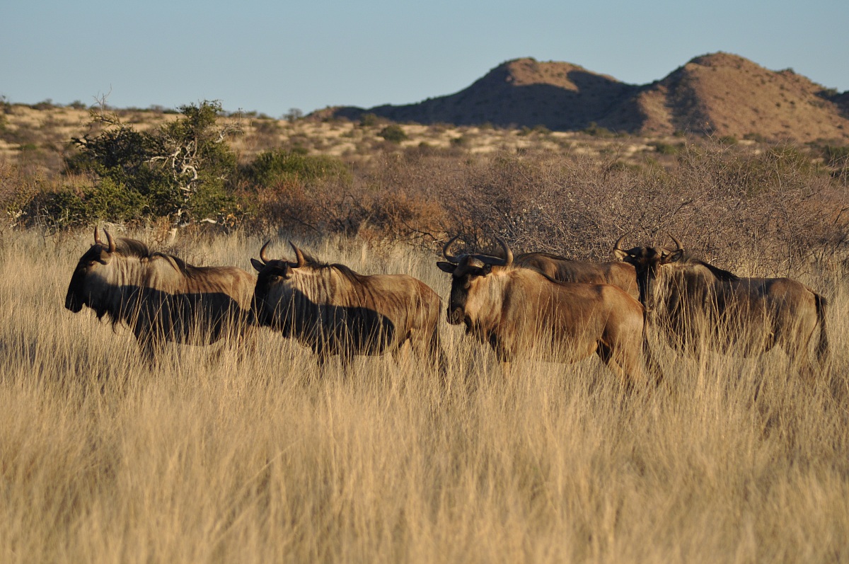 Wildebeest at sunset (Tswalu Kalahari Reserve, South Africa)...