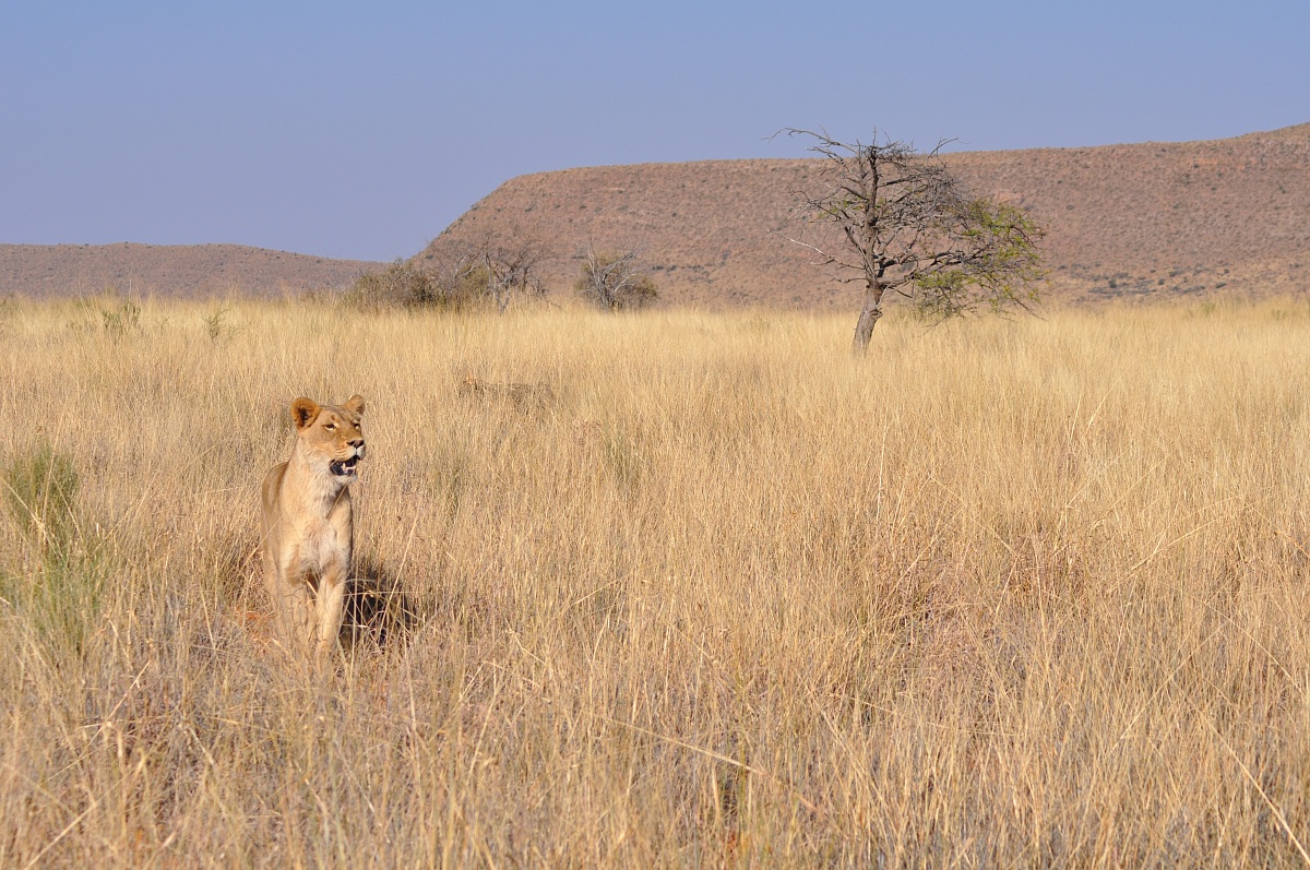 Alert (Tswalu Kalahari Reserve, South Africa)...