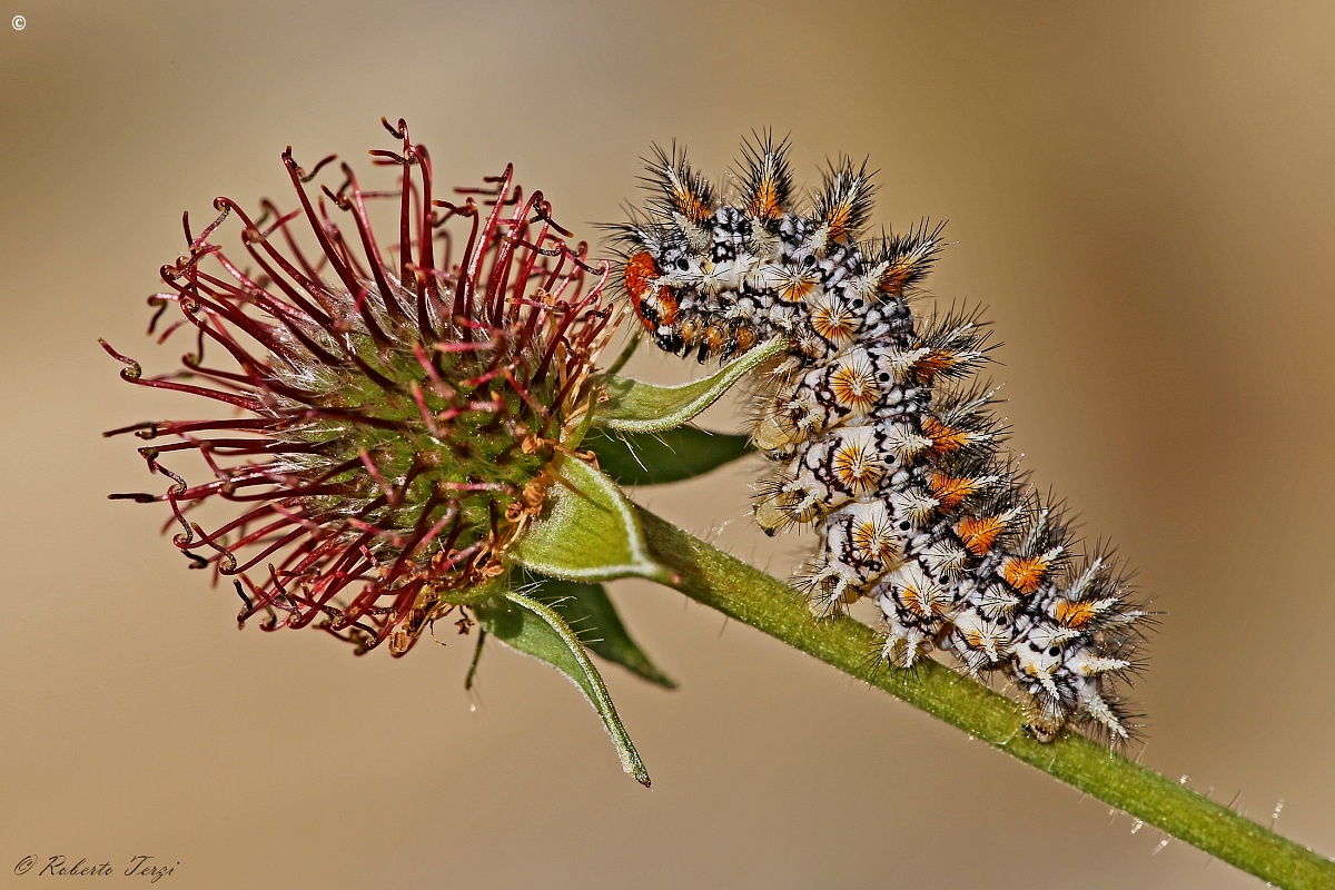 Caterpillar Melitaea...