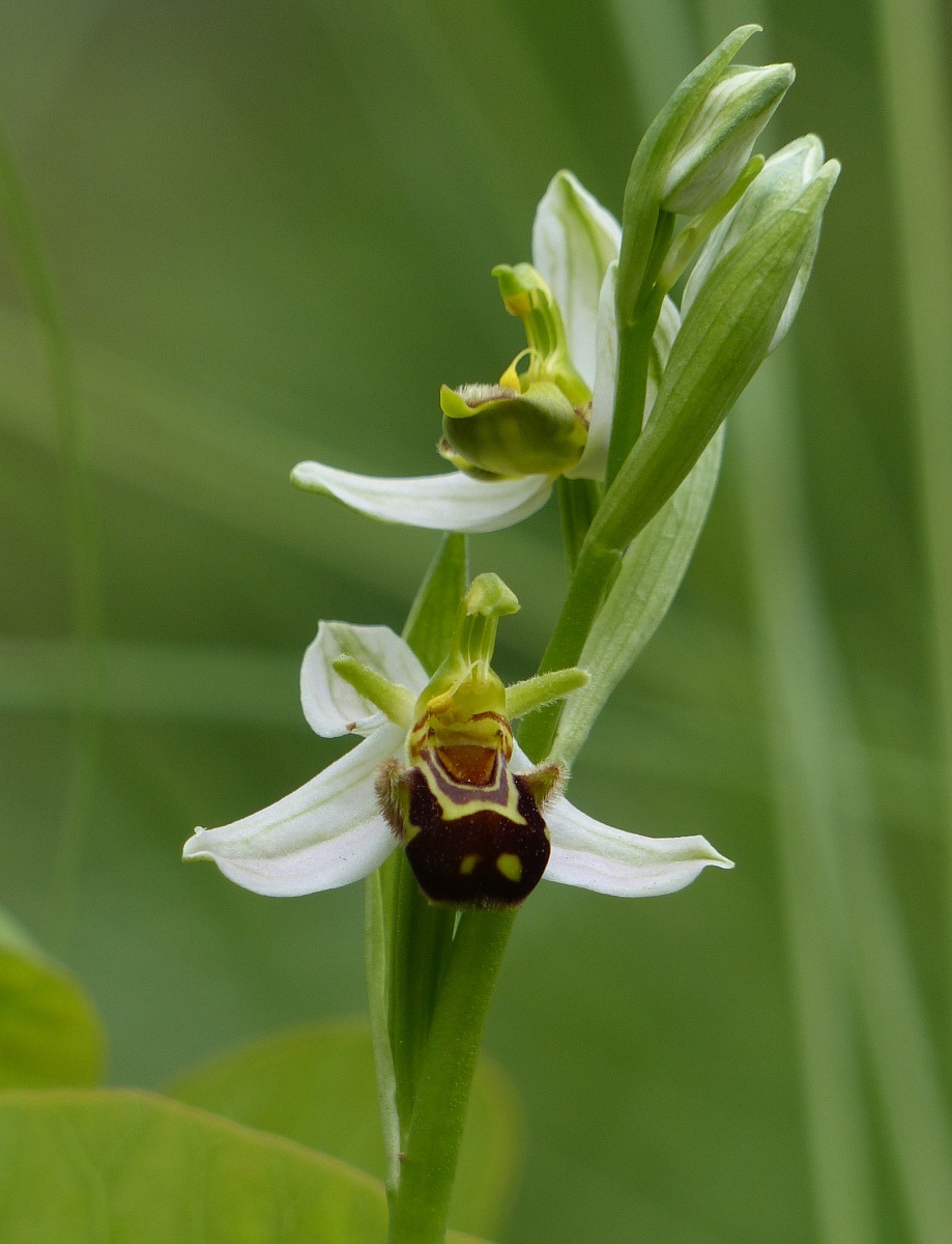 Ophrys apifera - Ofride fior d'ape...
