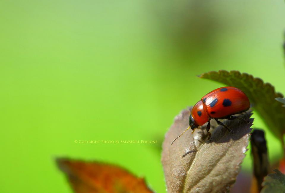 ladybug 2...