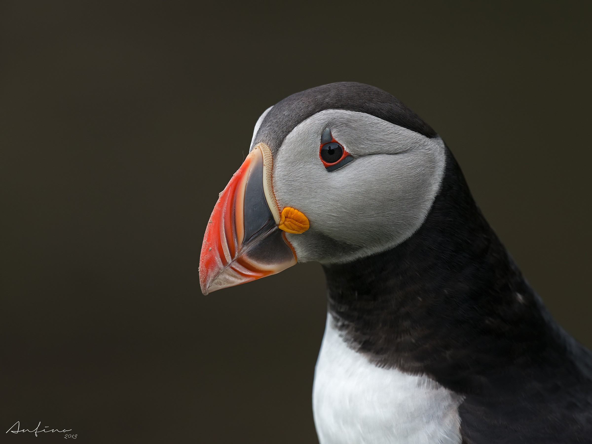 Portrait of puffin...