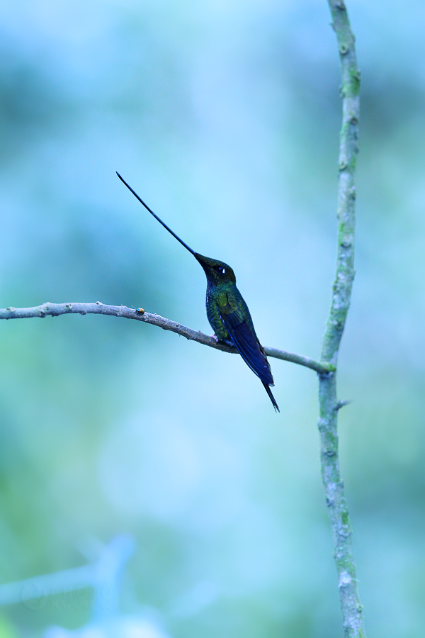 Sword-billed Hummingbird...