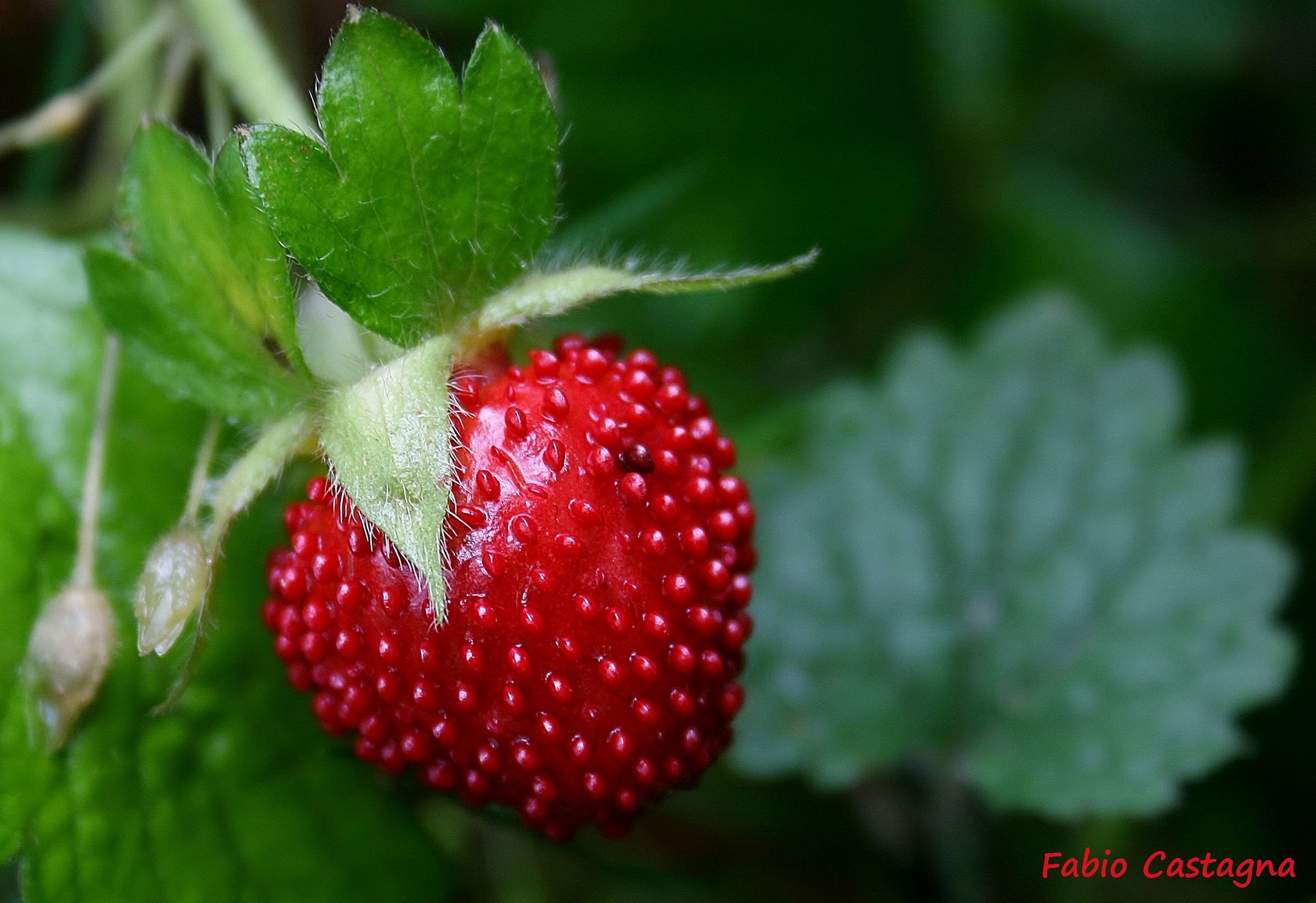 Wild Strawberry...
