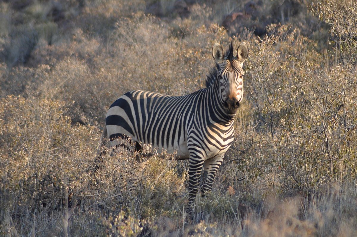 Zebra curious...