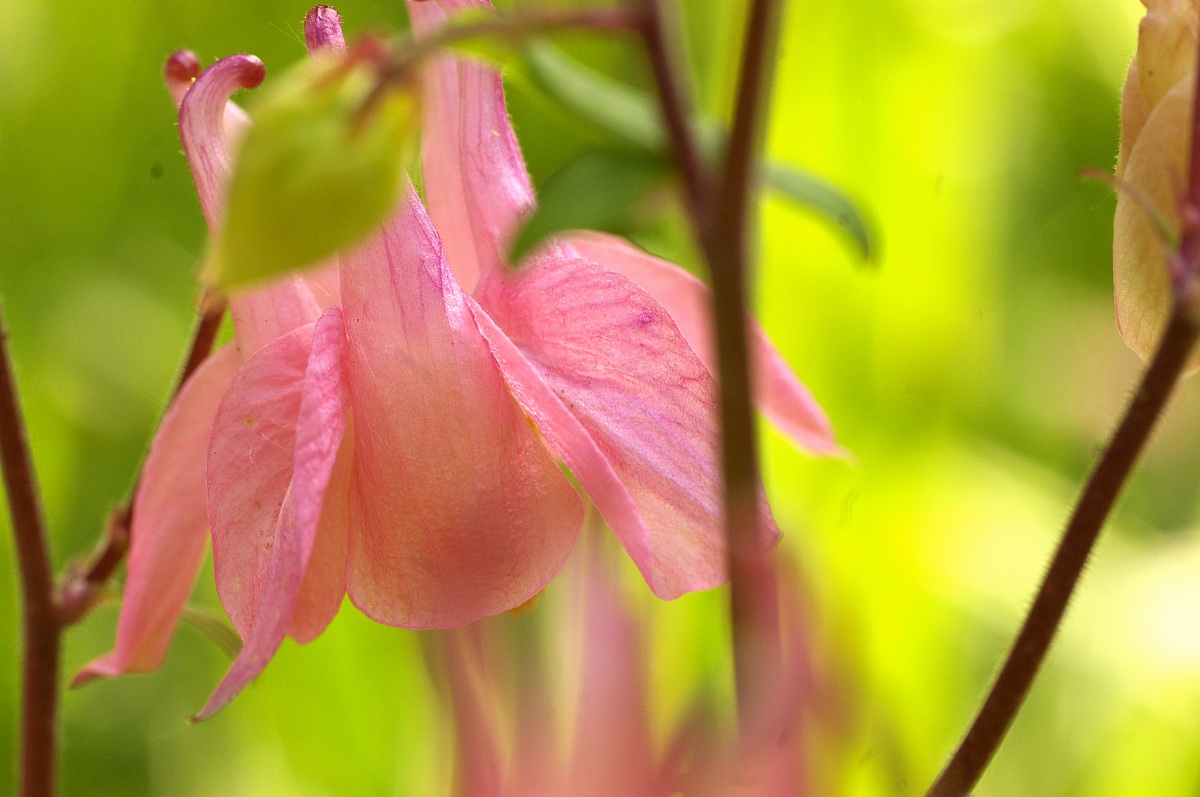 aquilegia...