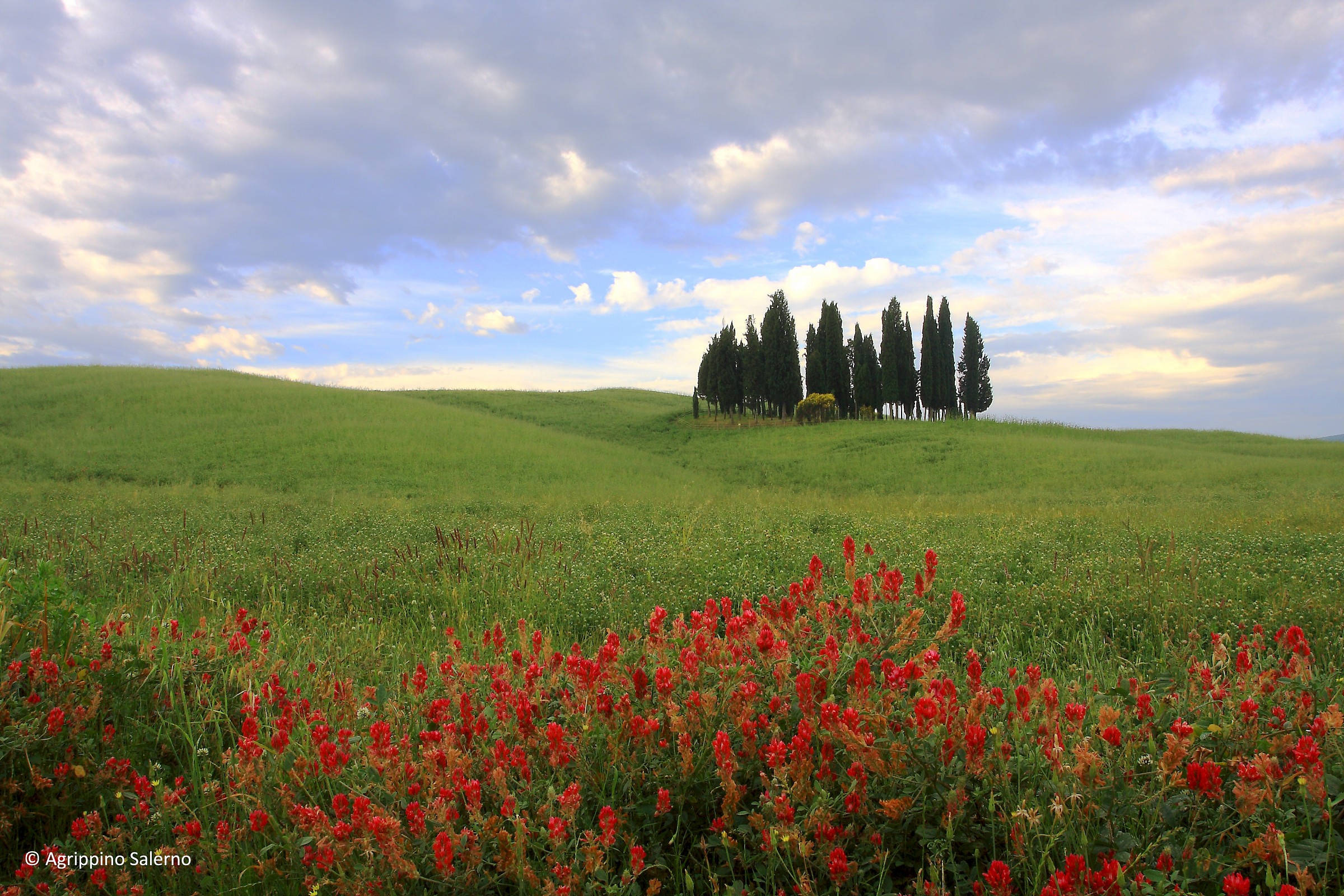 Cypress grove in Val d'Orcia...