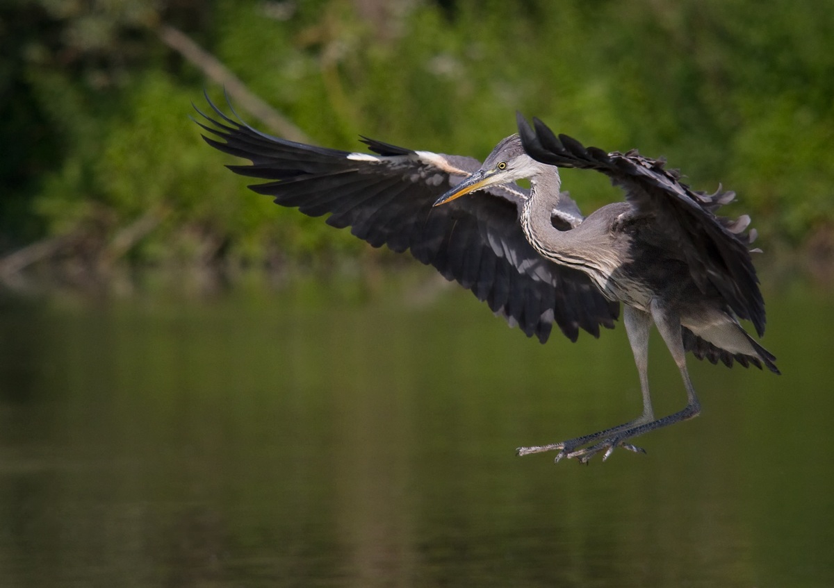 landing the young heron...