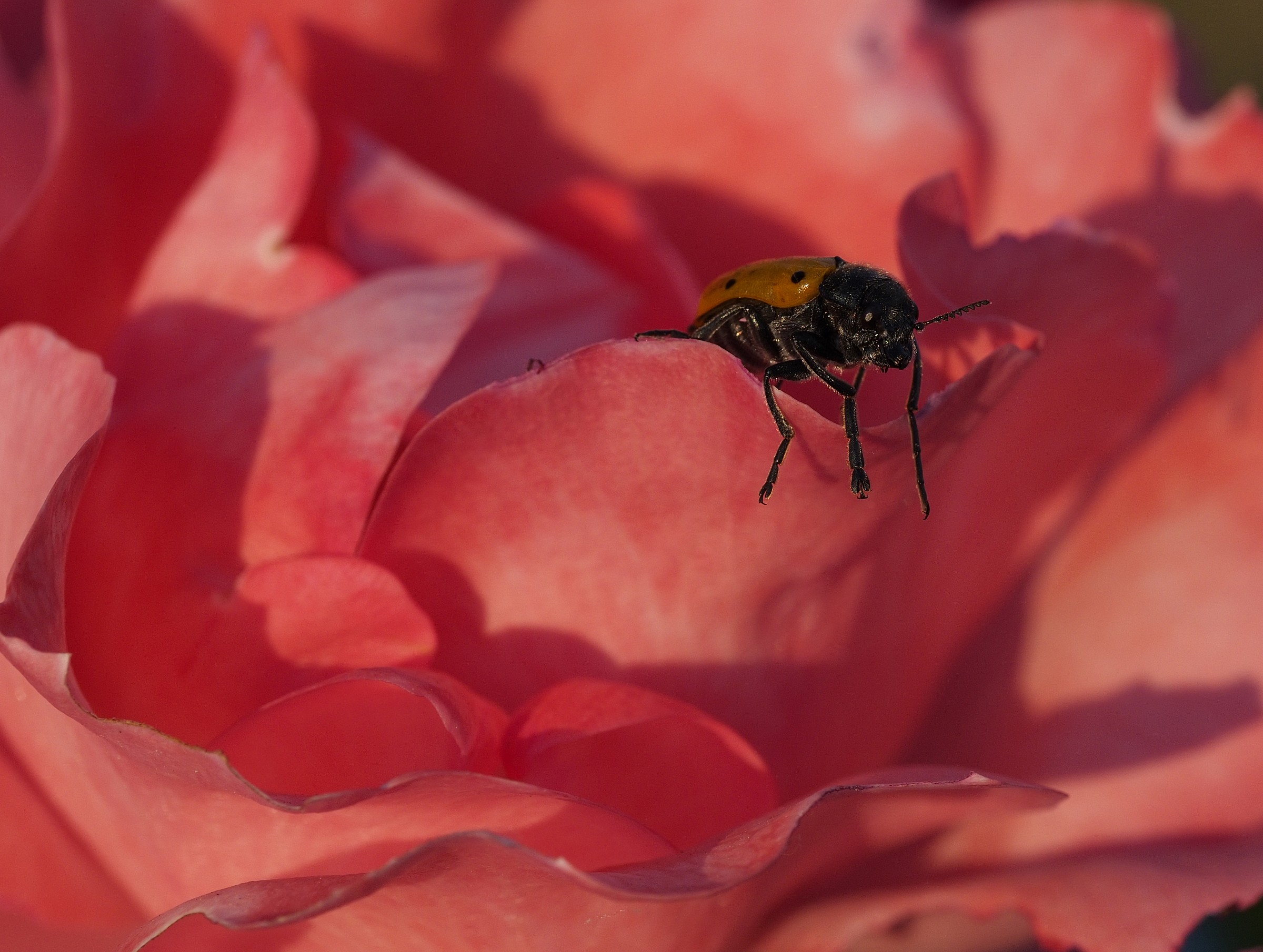 Insect on Pink...