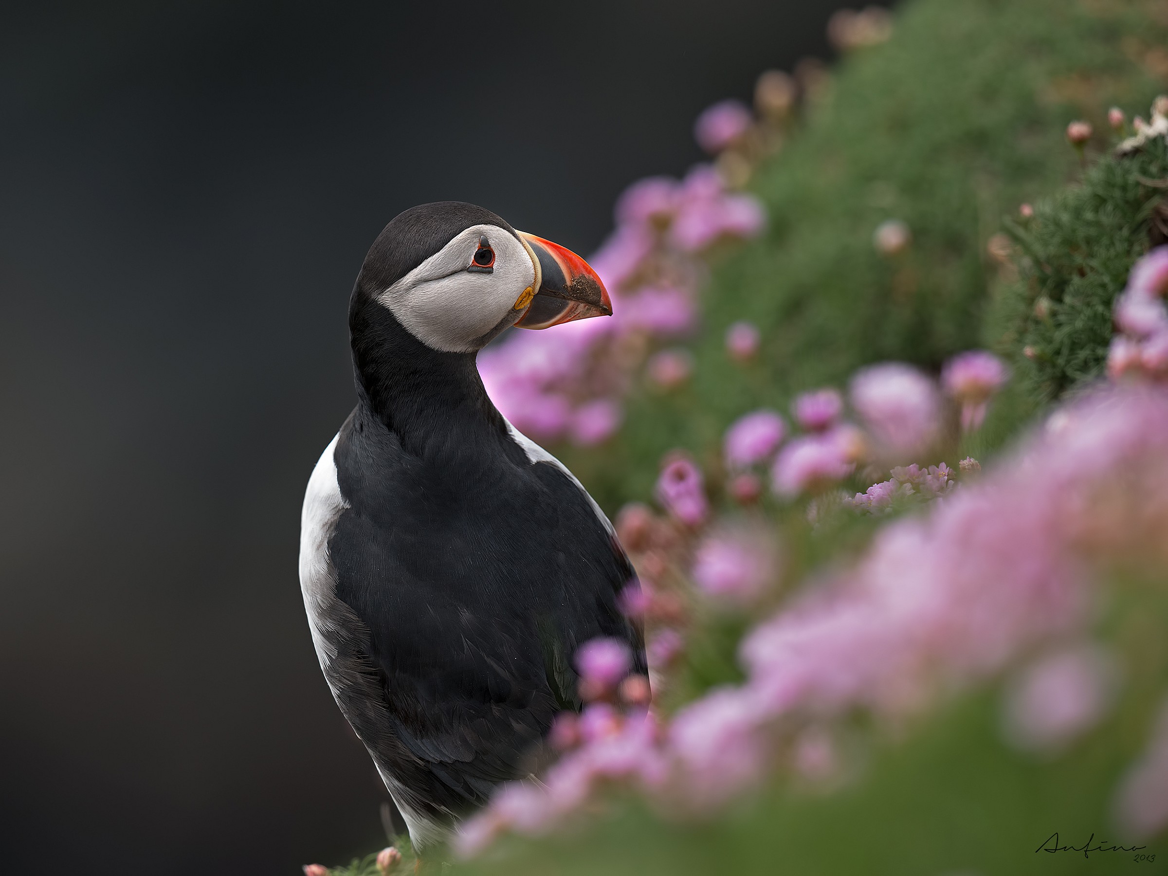Puffin among the flowers...
