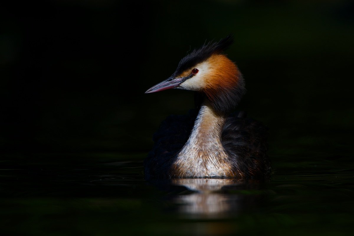 The Black side of the Grebe...